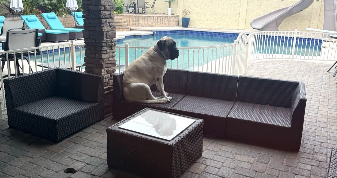 A large tan dog siting on a wicker sofa by a pool.